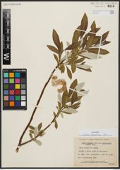 Foto von Salix alaxensis (Andersson) Coville